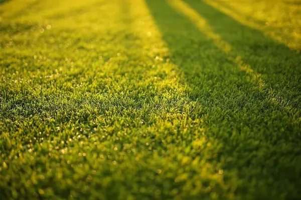 Când e momentul perfect pentru primul tuns din primăvară? Semnele pe care gazonul tău ți le dă