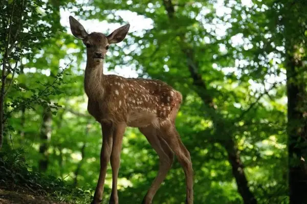 Bambi: O poveste din pădure