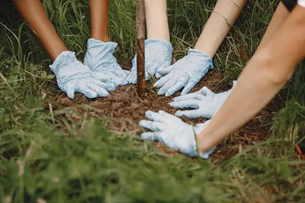 Festivalul CODRU a plantat peste 85.000 de copaci în șase ediții la Timișoara