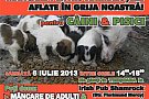 Doneaza mancare pentru animalute gazduite de ACT