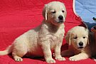 img 3298 pui golden retriever de vanzare