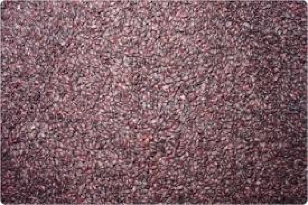 Seminte aronia