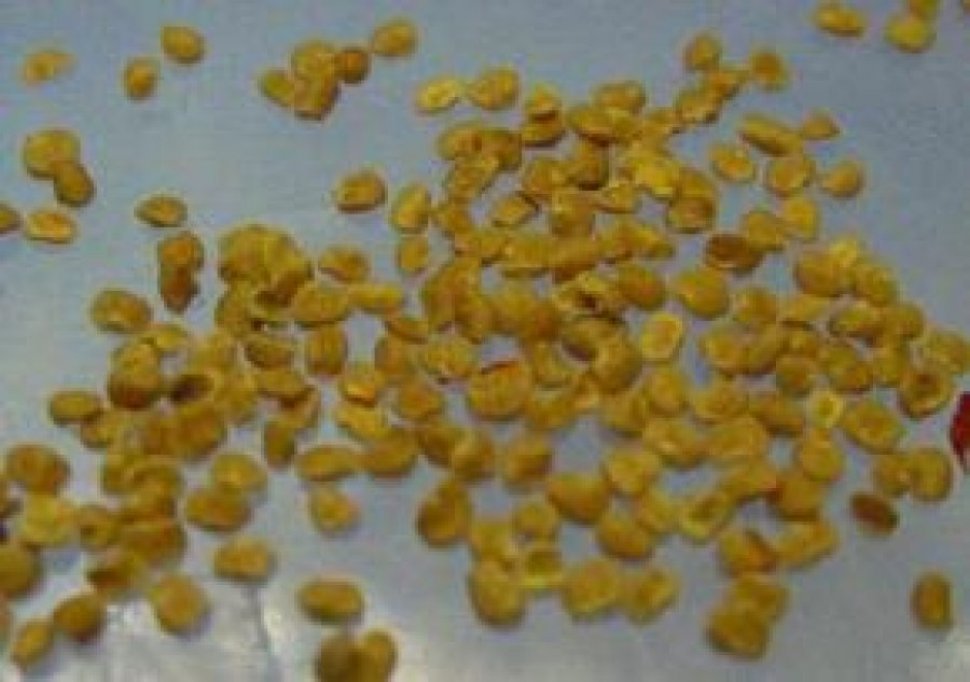 Seminte Goji Lycium Barbarum si Lycium Barbarum NQ