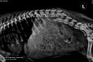 SC VETERINARIA SRL