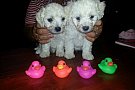 Bichon Bolognese Timisoara