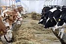 FERME DE ANIMALE  GERMANIA/1000 EURO
