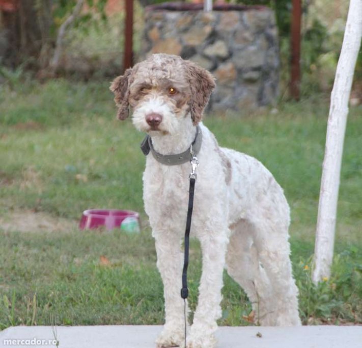 Vand lagotto romagnolo