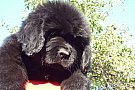 pui TerraNova de vanzare