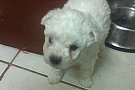 1 Vand pui de Bichon Frise