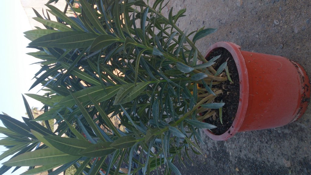 Plante ornamentale (chiparos, oleander, tuya)