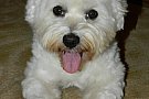Pierdut bichon maltez, mascul, in localitatea Giroc, RECOMPENSA MARE
