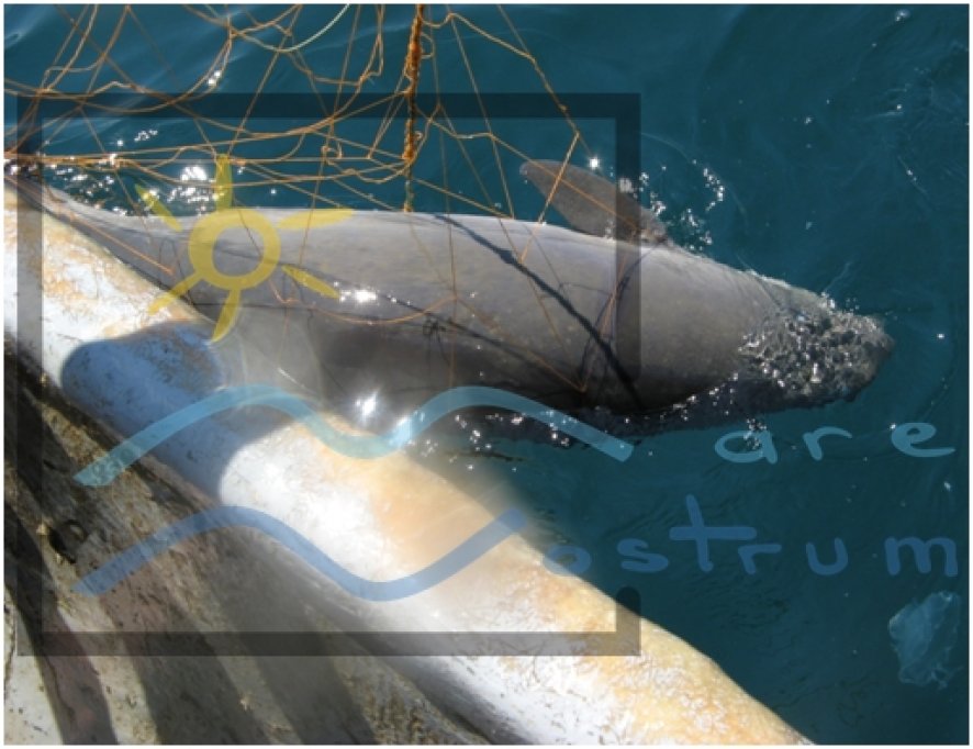 Campania nationala “Adopta un delfin” - Fii si tu parintele adoptiv al unui delfin din Marea Neagra!