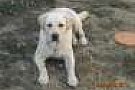 Labrador pentru monta