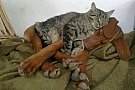 CABINET MEDICAL VETERINAR DR. VIRTOSU DAN