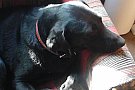 PIERDUT catea labrador neagra cu zgarda rosie