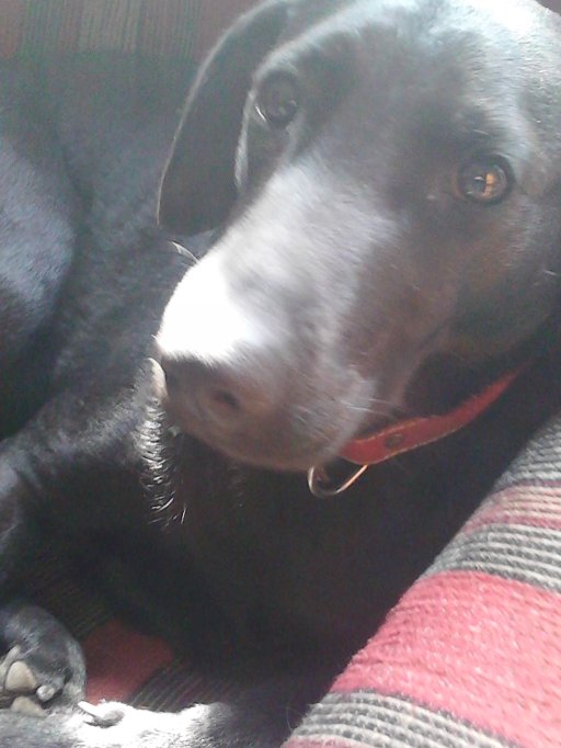 Pierdut catea labrador neagra cu zgarda rosie