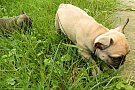 Bulldog Francez