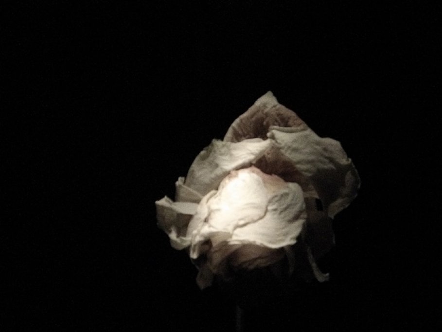 Patricia Teodorescu - ROSE – Breath