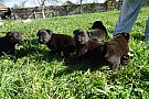 Pui Ciobanesc German linii de lucru cu pedigree