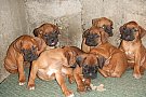 vand catei boxer german