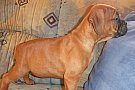vand catei boxer german