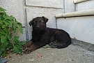 Pui Ciobanesc German linii de lucru cu pedigree