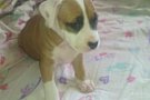De vanzare catelusa amstaff sau mascul amstaff