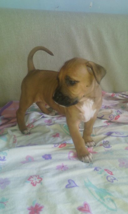 De vanzare catelusa amstaff sau mascul amstaff