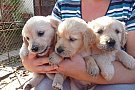 Pui Golden Retriever
