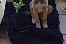 Catelusa iubitoare in varsta de 2 luni, imi doresc un stapan.