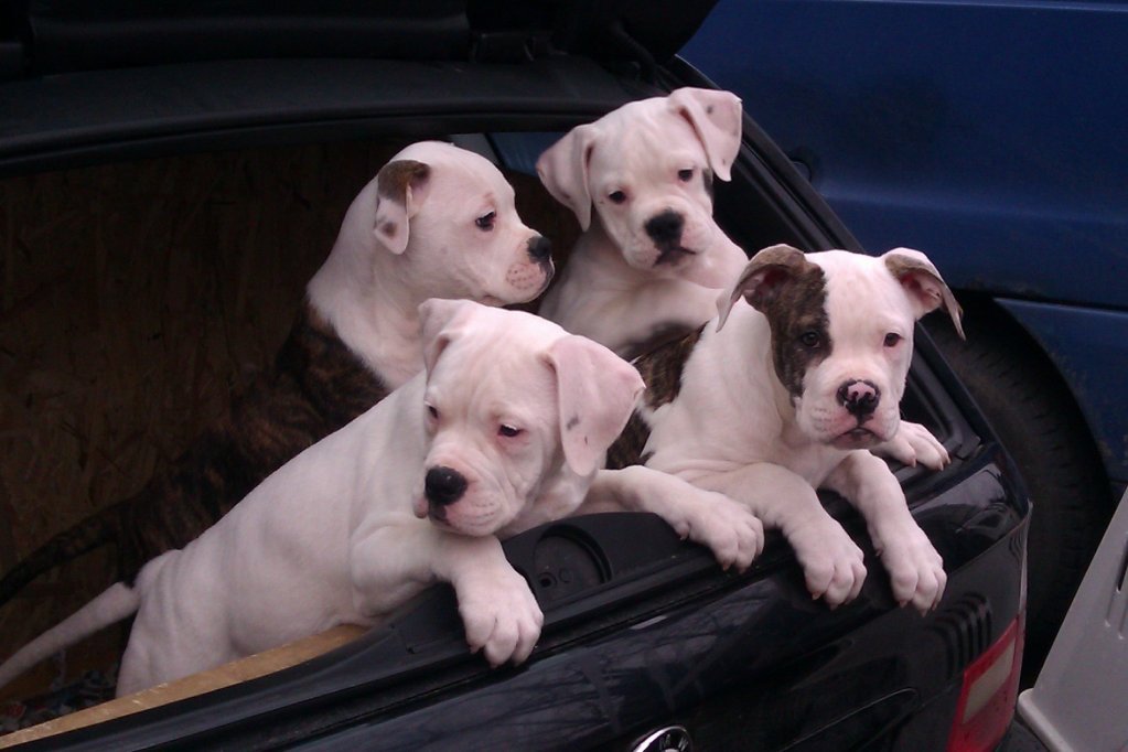 Vand pui de bulldog american