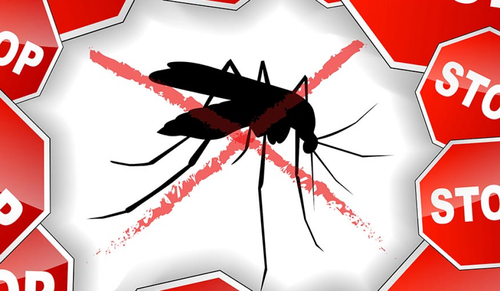 Plase insecte / tantari