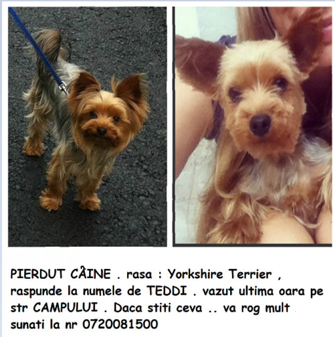 Pierdut / Furat