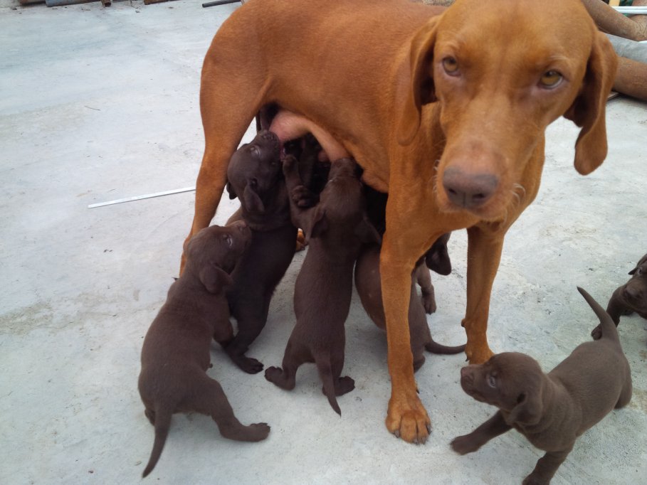 Spre adoptie metisi de vizsla cu labrador