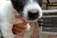 Ofer spre adopție 2 cățelușe