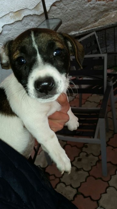 Ofer spre adoptie 2 cateluse