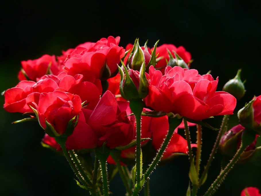 Trandafirii rosii