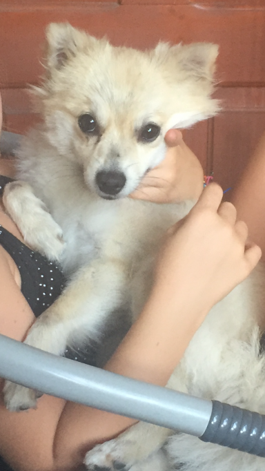 Pierdut/furat Pomeranian