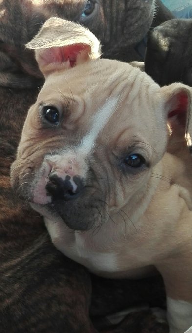 Cateluse amstaff