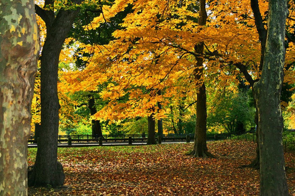 Parcul George Enescu