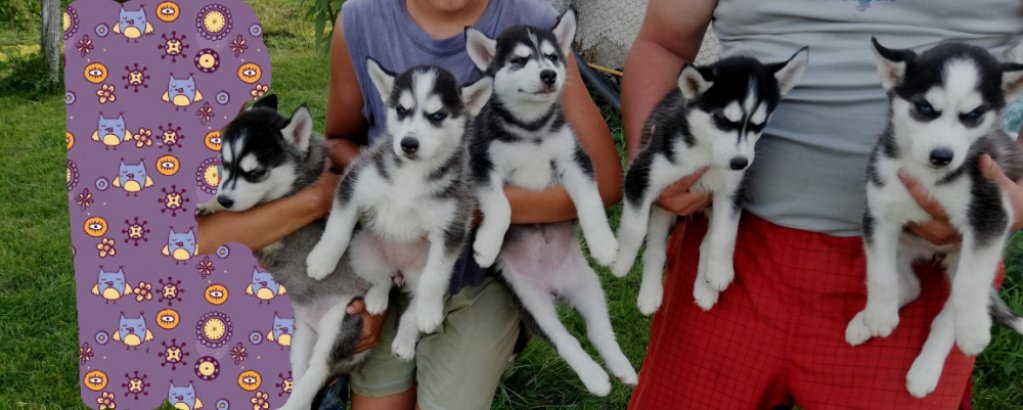 Fetite husky