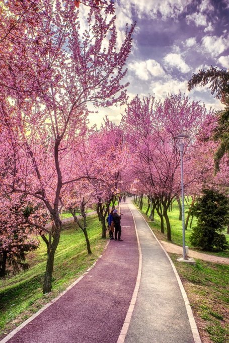 Festivalul National de Romante Roze pe Bega