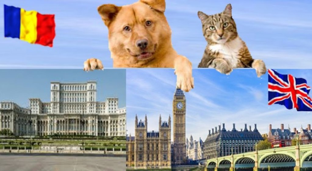 Marea Britanie paraseste UE, dar transportul de caini si pisici spre Anglia este in continuare posibil