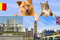 Marea Britanie paraseste UE, dar transportul de caini si pisici spre Anglia este in continuare posibil