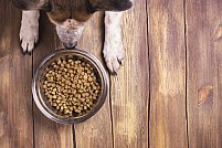 3 motive să-i oferi câinelui tău hrană uscată specială