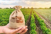 Tipuri de cheltuieli într-o fermă: când să apelezi la creditul agricol