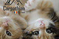 Pisicutele sanatoase si fericite mananca hrana de la Carpathians Pet Food