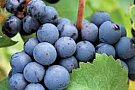 Vand vin podgorie, sauvignon blanc, riesling italian, pinoit noir