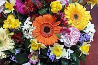 Floraria Camely