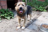 Asociatia de protectie a animalelor Minis